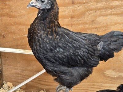 Heavy Bloom Pullet