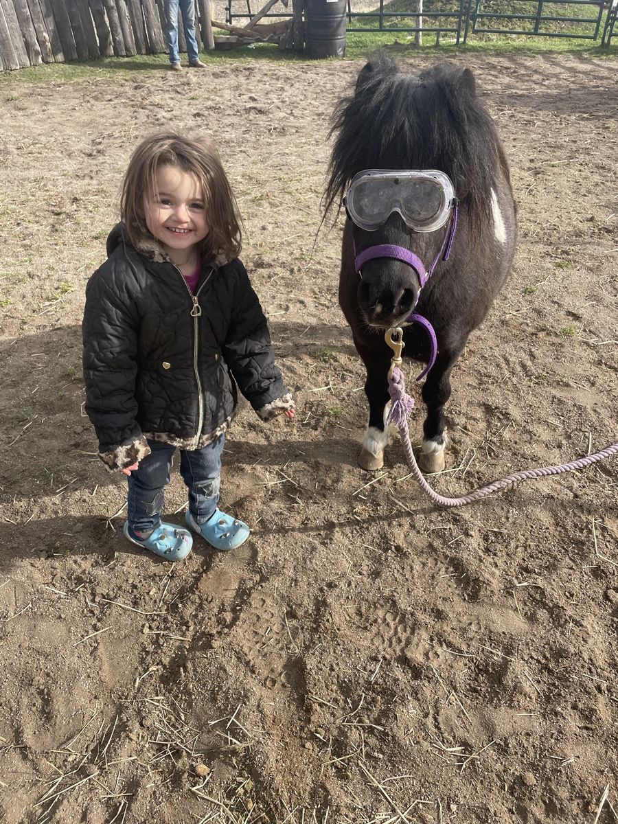 Mini stallion stud service