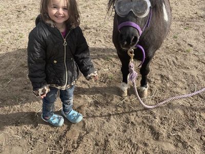 Mini stallion stud service