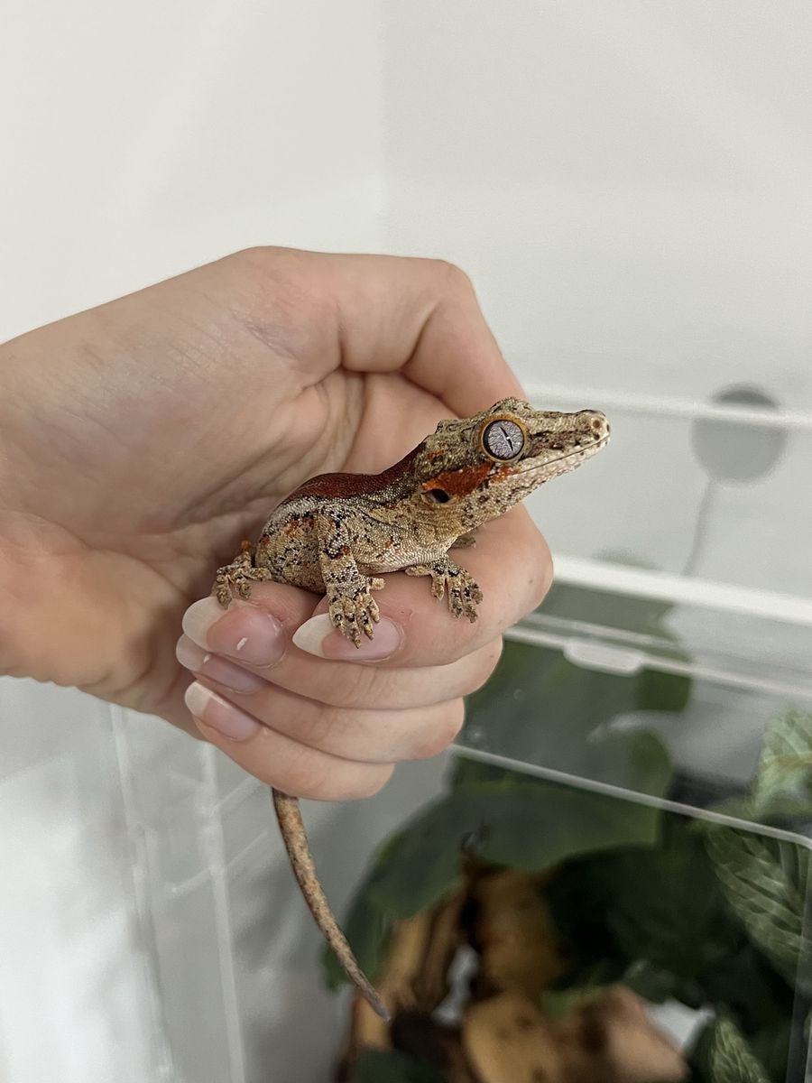 Gargoyle Gecko
