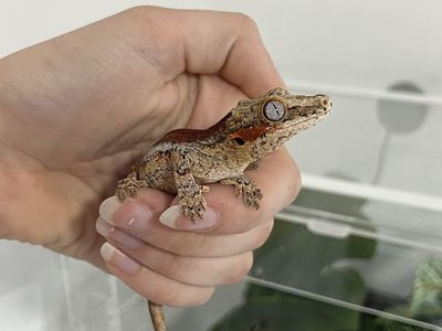 Gargoyle Gecko