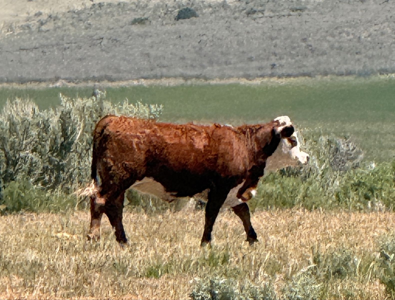 Red yearling Heifer Calf