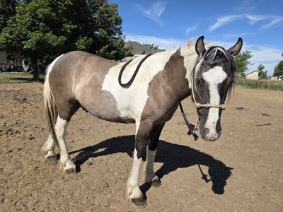 gypsy vanner/mustang cross