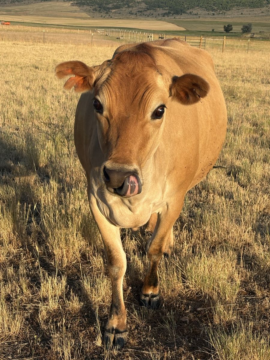 In-Calf Milk Cow - Healthy Purebred Jersey 4yo $4500/OBO