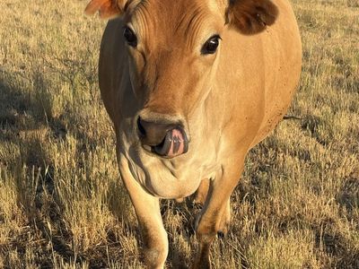 In-Calf Milk Cow - Healthy Purebred Jersey 4yo $4200/OBO
