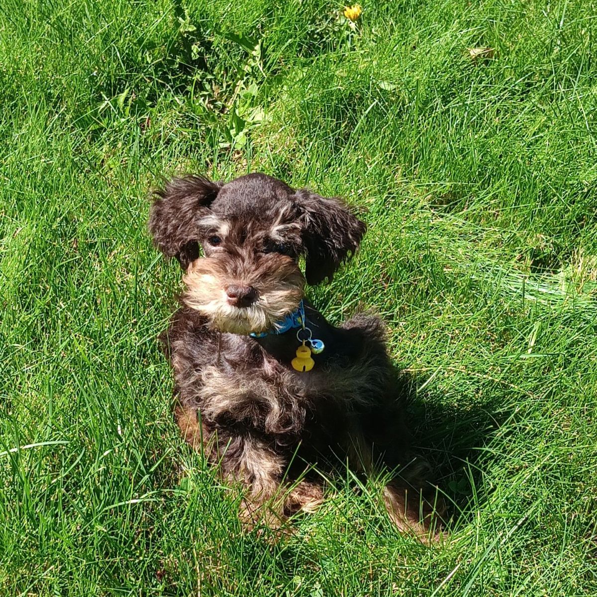 Miniature Schnauzer  Mr Magnar
