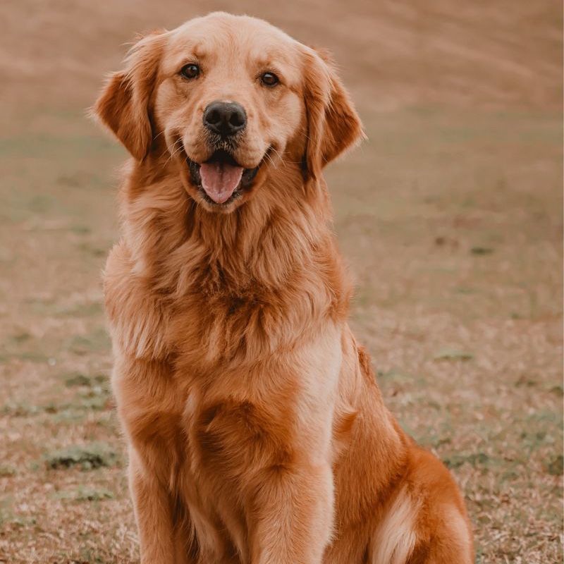 Young AKC TITLED Female Golden Retriever Champion Lines