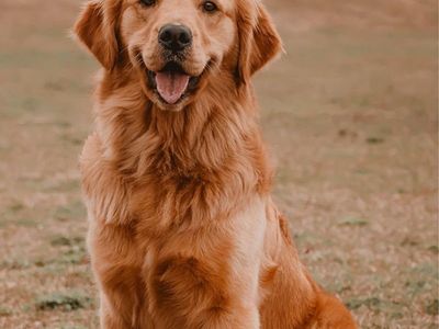 Young AKC TITLED Female Golden Retriever Champion Lines