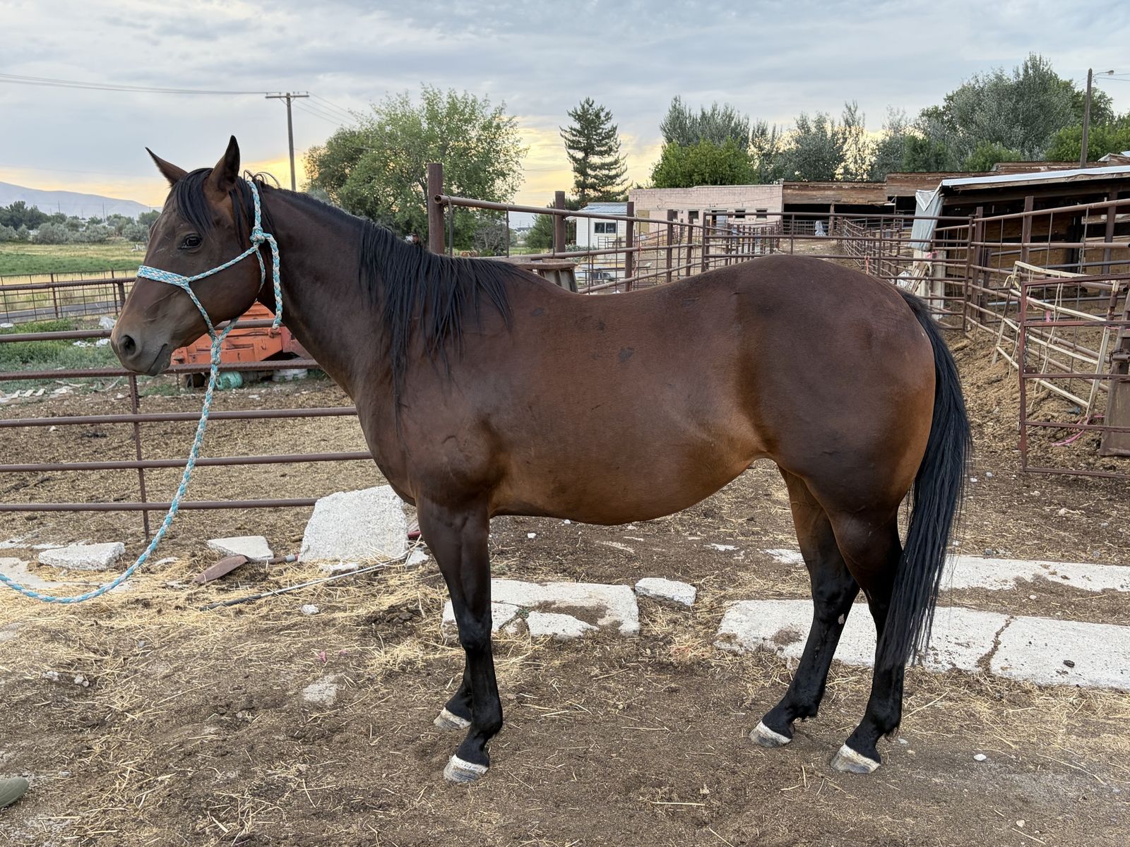 Registered Broodmare!