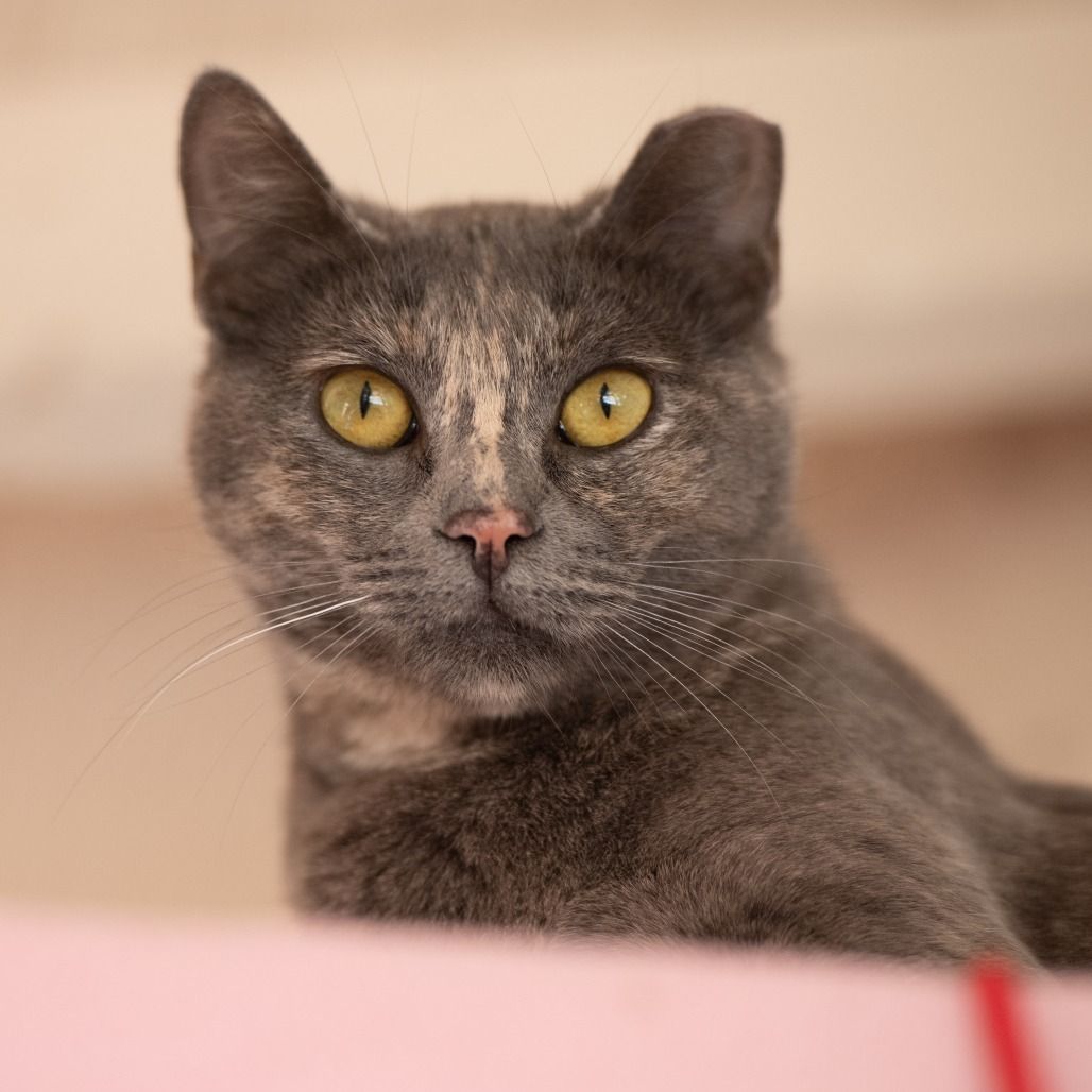 Hello my name is Ursula