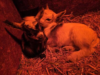 nigerian dwarf doe and her two doelings