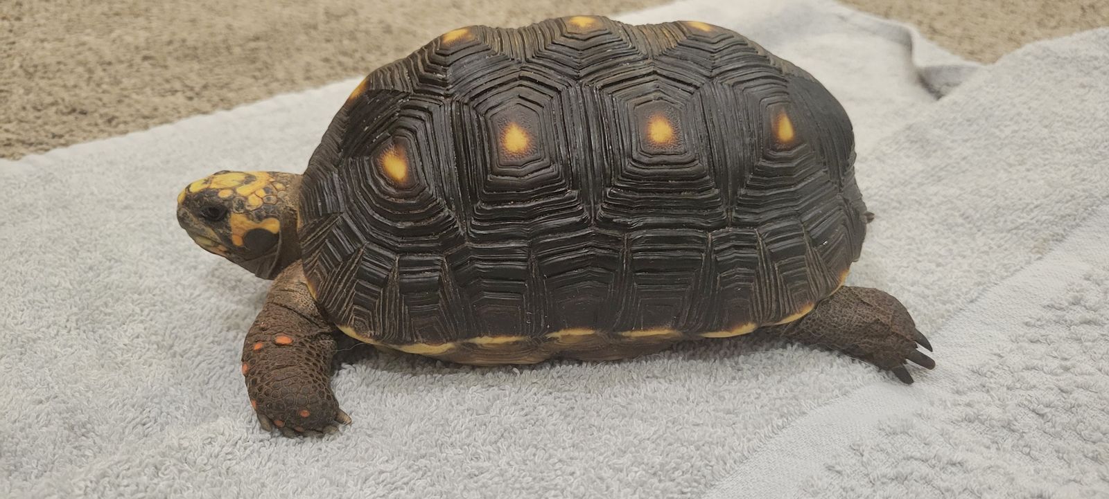 2 Red Footed Tortoises + Enclosure