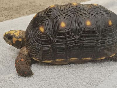 2 Red Footed Tortoises + Enclosure