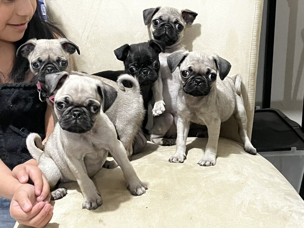 Pug Puppies