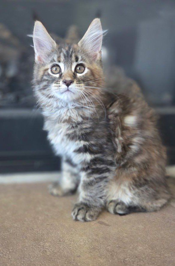 cfa Maine coon