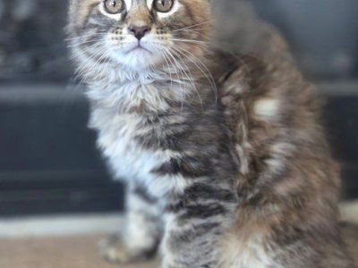 cfa Maine coon