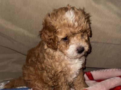Mini Male Goldendoodle Puppies - Adorable & Playful