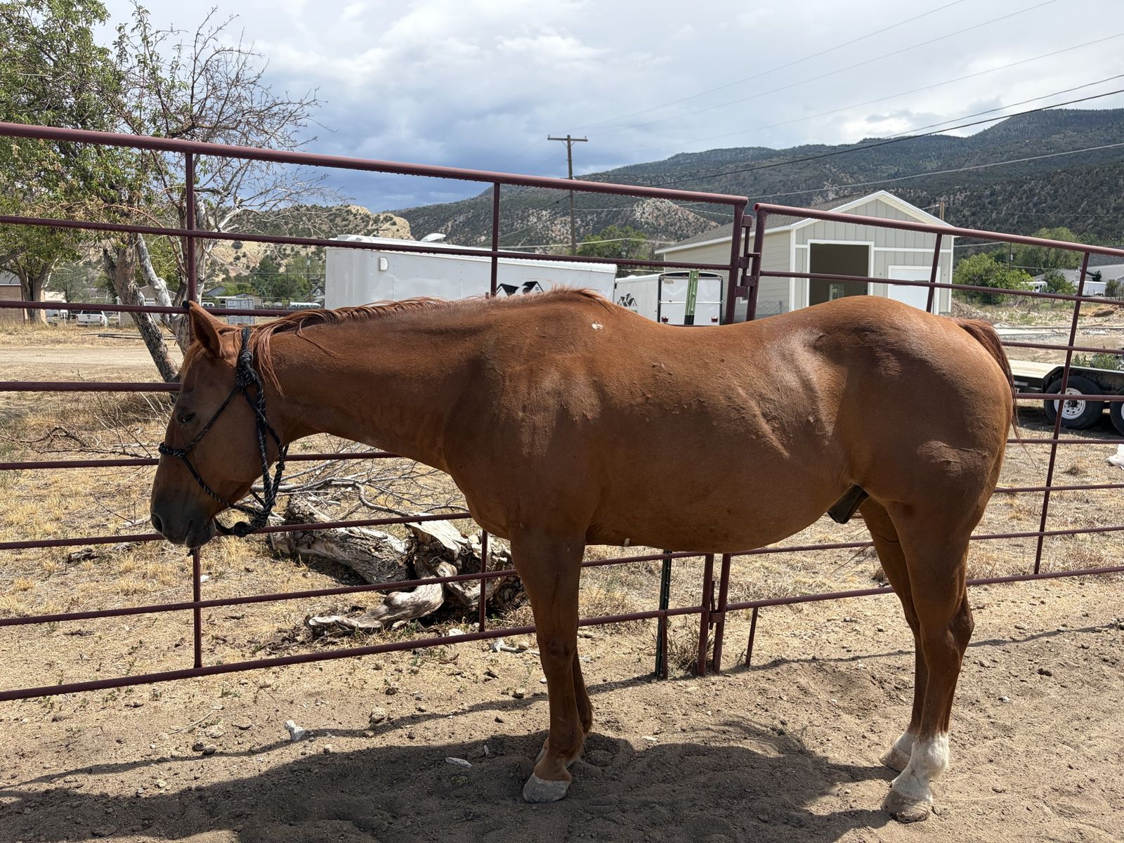 Broke mountain/trail horse