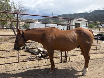 Broke mountain/trail horse