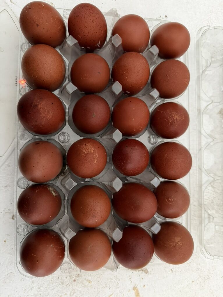 Black Copper Marans Hatching Eggs