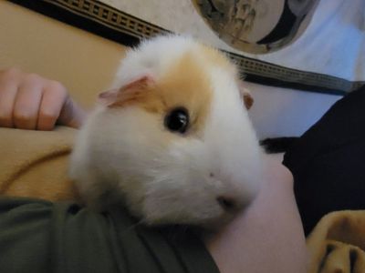 Free Teddy Male Guinea Pig