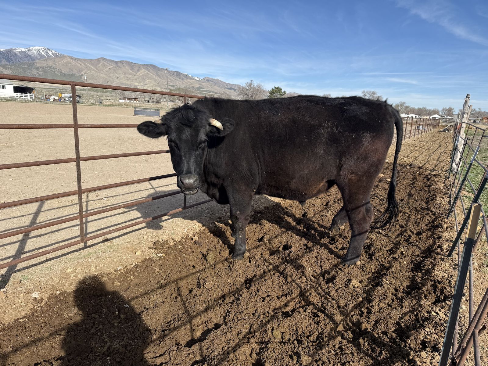 Angus Cross Or Charolais Cross Steer