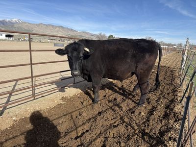 Angus Cross Or Charolais Cross Steer
