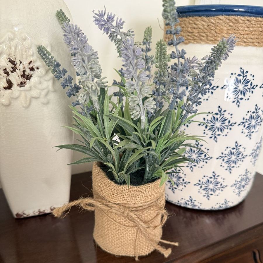 Lavender plant