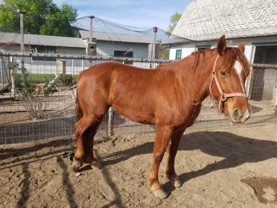 Half draft mare
