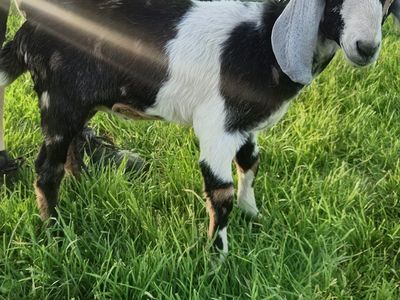 Nubian buckling