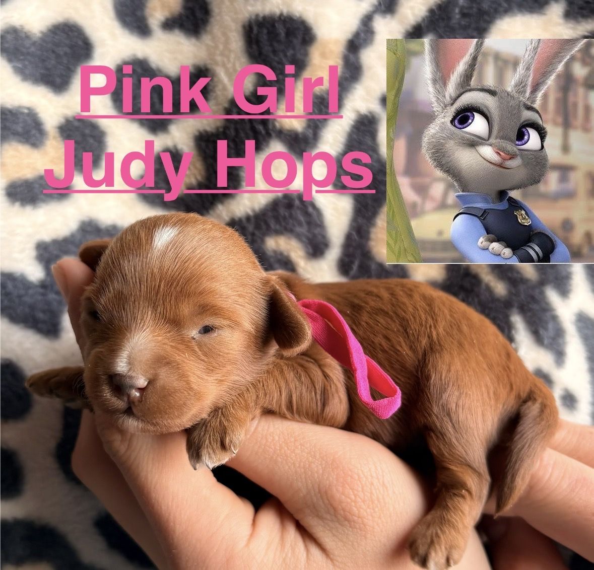 F1BB Micro Goldendoodles