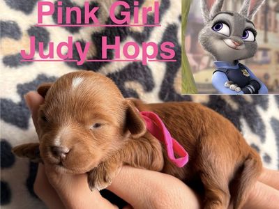 F1BB Micro Goldendoodles