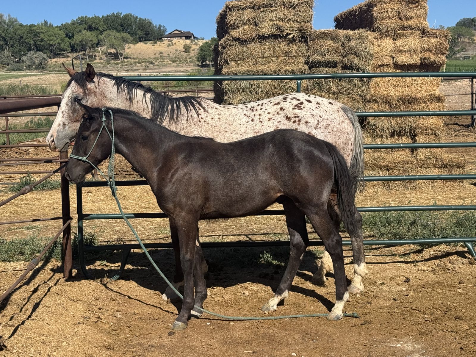 Blue Roan Colt 