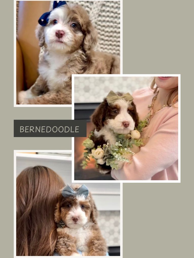 Bernedoodles