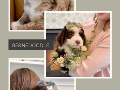 Bernedoodles