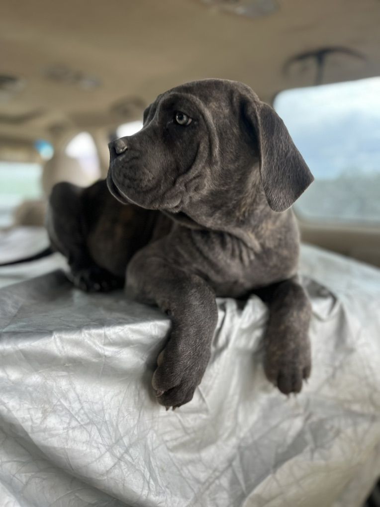 Exceptional Cane Corso Registered Purebred Puppies