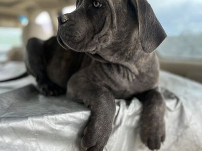 Exceptional Cane Corso Registered Purebred Puppies