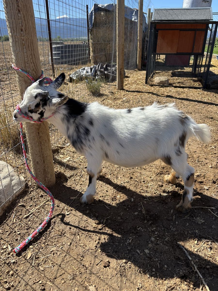 ADGA Nigerian dwarf dairy doelings/wethers