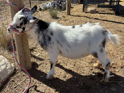 ADGA Nigerian dwarf dairy doelings/wethers