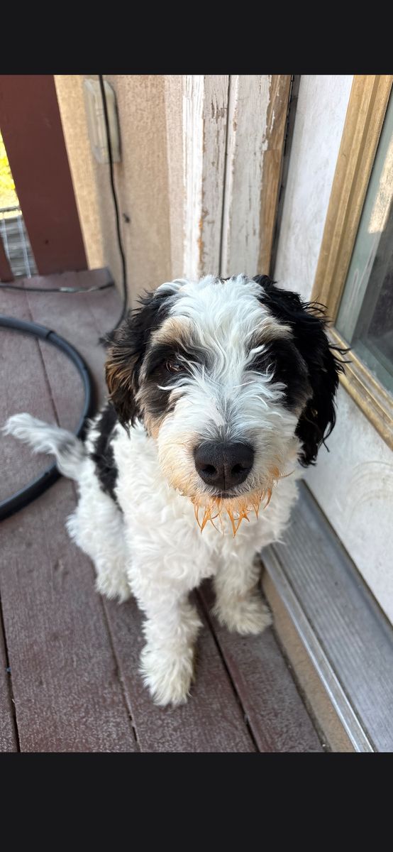 Adorable Berniedoodle Puppy - Male, Playful, and Ready for a Forever Home!