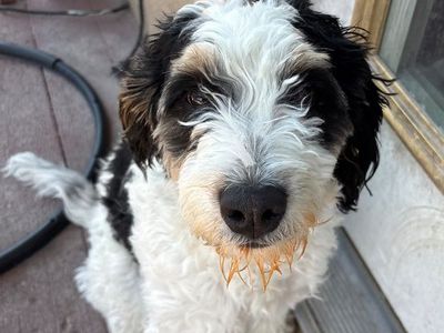 Adorable Berniedoodle Puppy - Male, Playful, and Ready for a Forever Home!