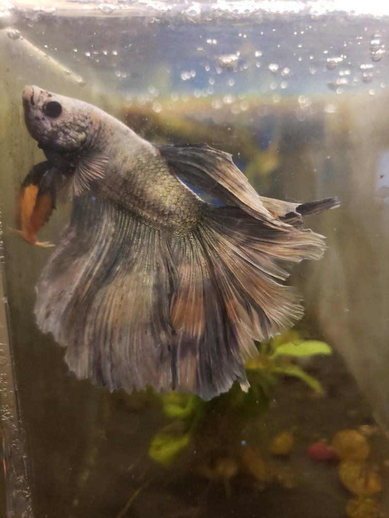 Import Betta Fish .