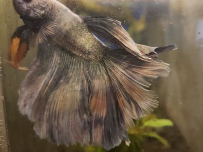 Import Betta Fish .