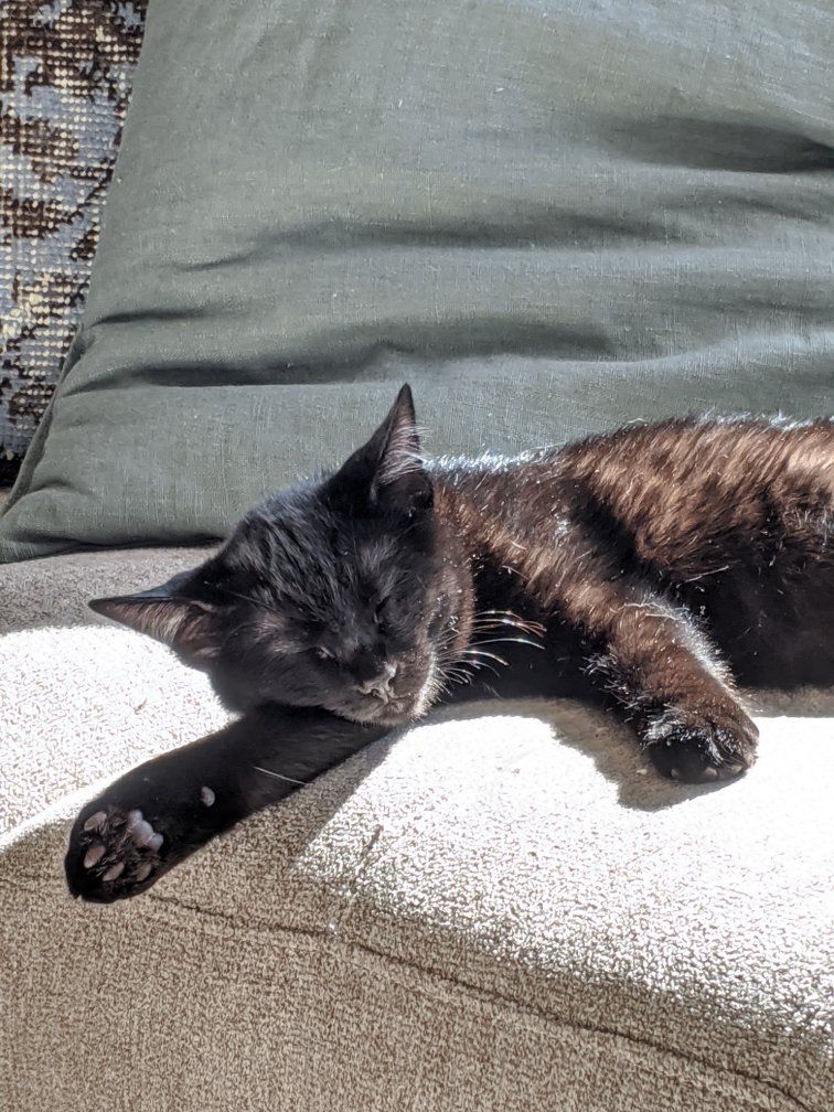 Black Domestic Short Hair Cat