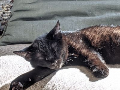 Black Domestic Short Hair Cat