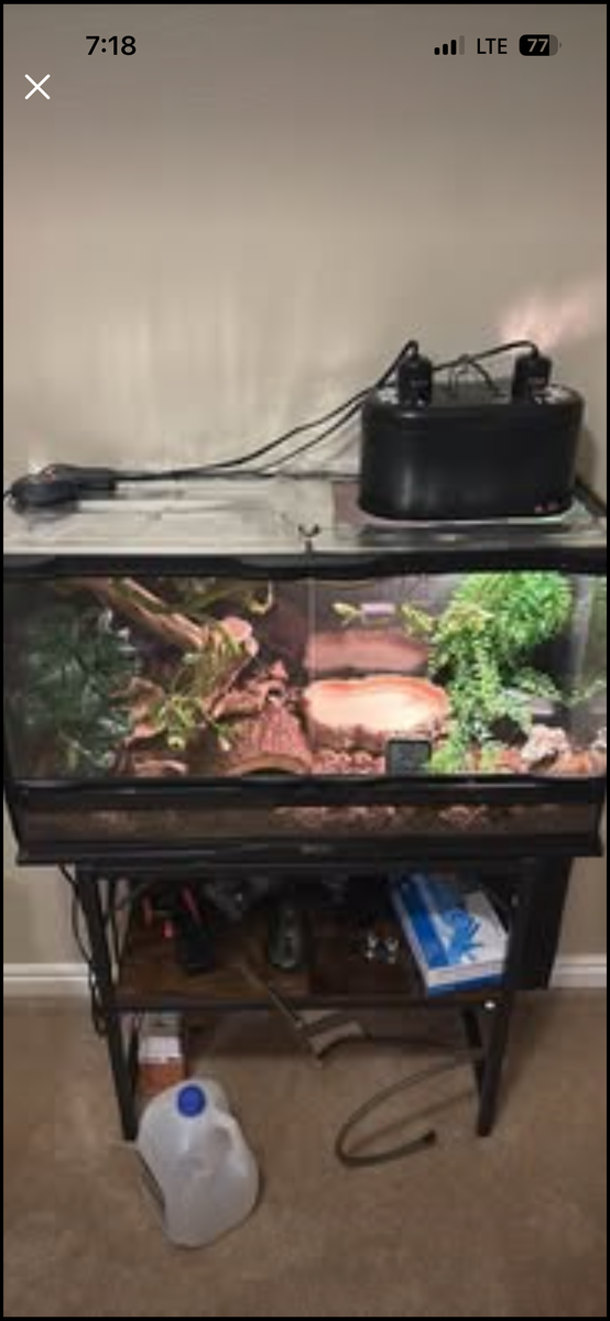 Pied Ball Python with enclosure setup and all accessories/food