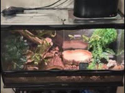 Pied Ball Python with enclosure setup and all accessories/food