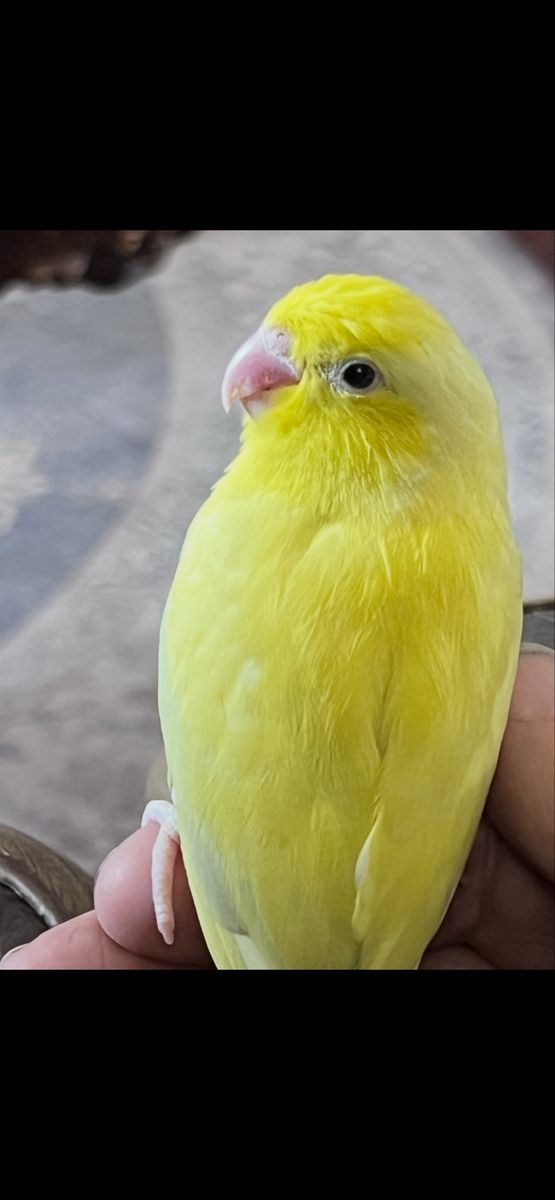 Yellow Female Parrotlet 