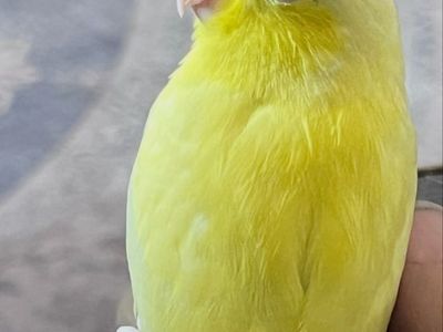 Yellow Female Parrotlet