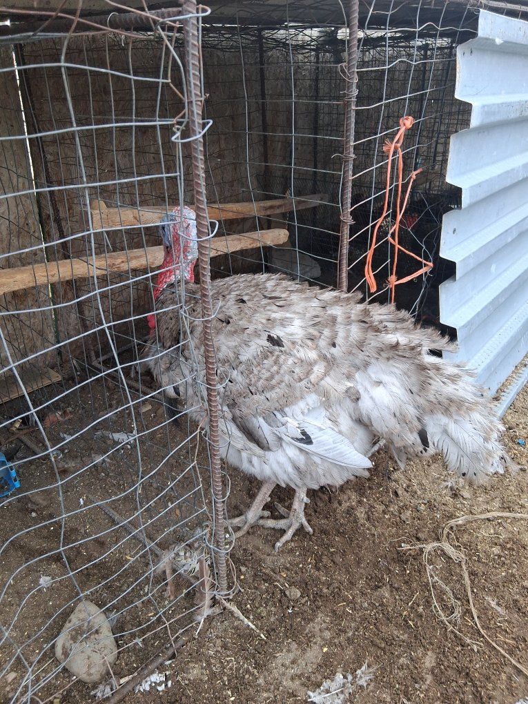 Live Pet Turkey - Unsexed, Grey/White Plumage
